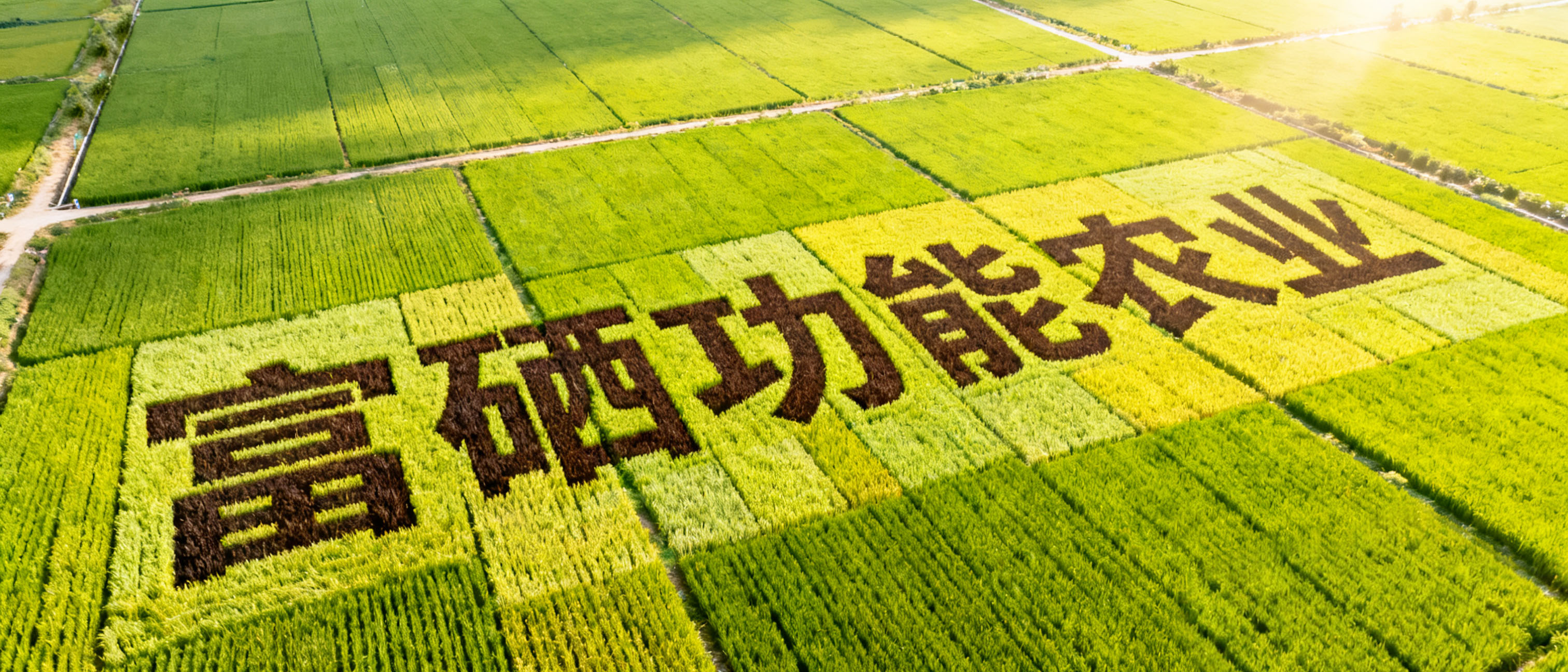 2025世界糧食日：以“硒”為媒，筑牢大國糧倉的科技防線